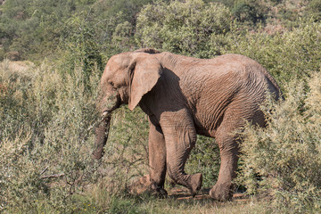 Obraz premium African Elephant walking and grazing on leaves and branches