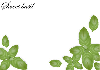Sweet basil frame on white background. Good for banner, poster, greeting cards, ad. Vector