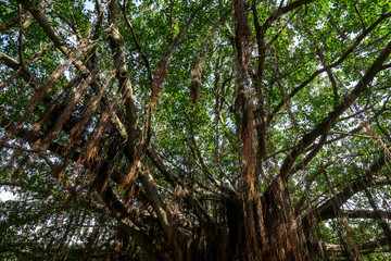large ficus tree in sun yat sen memorial house © aaron90311
