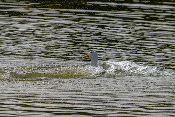 Heavy white pekin duck preening and splashing around on a lake