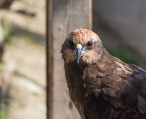 Western marsh harrier, hawk looking into the camera