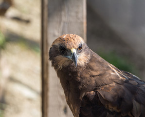 Western marsh harrier, hawk close-up