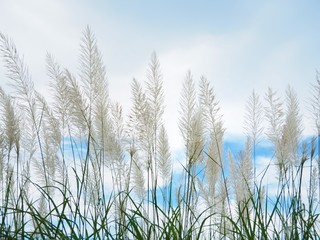 Obraz premium White grass flower The background is blue sky and white cloud in the summer concept is fresh and freedom