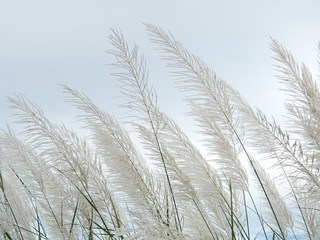 White grass flower The background is blue sky and white cloud in the summer concept is fresh and freedom