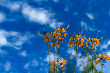 Obraz premium Colorful yellow flowers name Thai peacock-tailed in sunshine day with blue sky and blurred clouds, selective focus