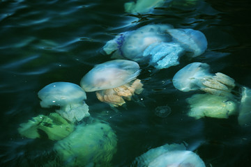 Congestion Millions of jellyfish floating in the sea lagoon as a result of penetration of cold...