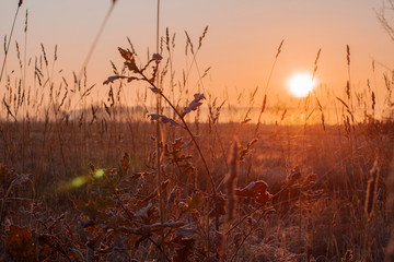 morning frost, fog and sunrise. soft focused and patch of reflected light