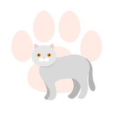 Gray Scottish cat exotic Shorthair. Vector flat illustration.