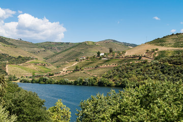 Terraced vineyards in Douro Valley, Alto Douro Wine Region in northern Portugal, officially designated by UNESCO as World Heritage Site
