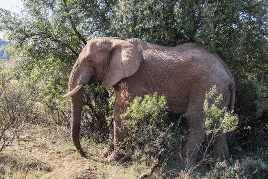 African Elephant walking and grazing on leaves and branches