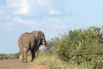 Beautiful Elephant wondering in national park