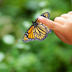 Zeigefinger eines Kindes mit einem Monarchfalter I