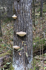 Portage, caution, Minnesota, rapids, Fall, trees, autum, trail