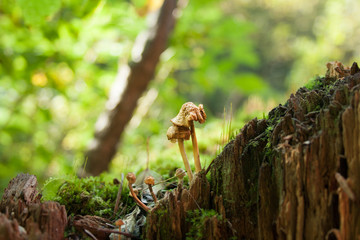 Small mushroom in the forest on the stump macro photo, blurred background, nature cover