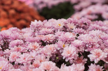 closeup of colorful chrysanthemums at gardening store