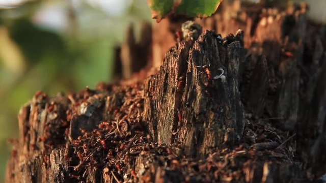 Old rotten stump and ants