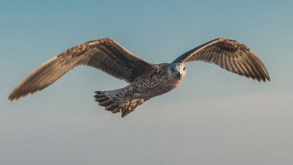 Seagull