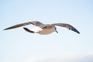Black-backed Gull ,Larus marinus, in flight in clear blue sky.