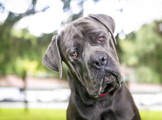 A purebred Cane Corso mastiff dog outdoors listening with a head tilt