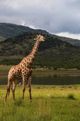 Giraffe wondering under African sky's