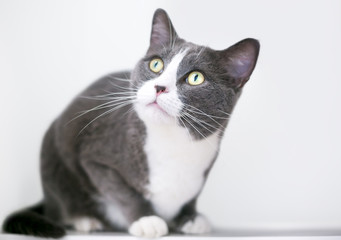 A gray and white domestic shorthair cat crouching