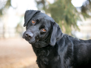 A black Retriever mixed breed dog with brown eyes listening with a head tilt