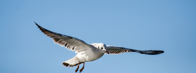 Black-backed Gull ,Larus marinus, in flight in clear blue sky.panorama