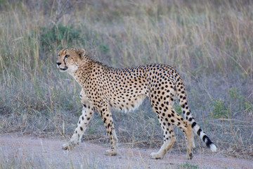 Cheetah (Acinonyx jubatus) walking in the evening light in the Sabi Sands, Greater Kruger, South Africa