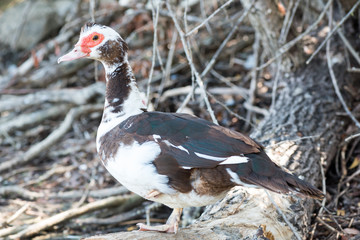 duck with red beak on the lake shore