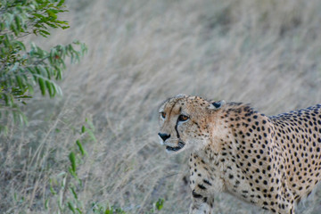 Cheetah (Acinonyx jubatus) walking in the evening light in the Sabi Sands, Greater Kruger, South Africa