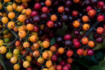 Colorful berries texture
