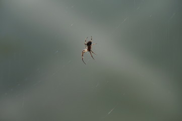 Eine Spinne an ihren fast unsichtbaren Fäden