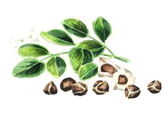 Herbal Moringa leaves with seeds. Watercolor hand drawn illustration, isolated on white background