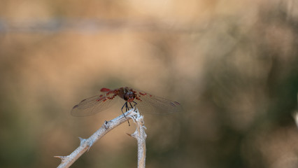 Croatian Dragonfly posing