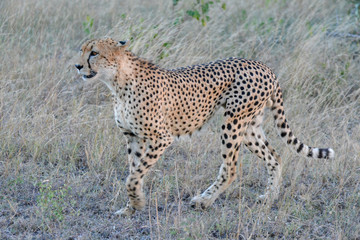 Cheetah (Acinonyx jubatus) walking in the evening light in the Sabi Sands, Greater Kruger, South Africa
