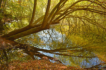 


Bosque en otoño El Montseny Barcelona 

