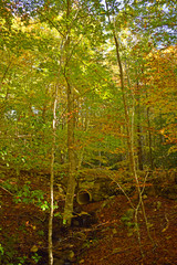 


Arroyo en El Montseny Barcelona
