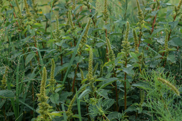 Field with flower spikes