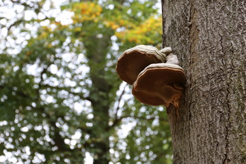 Baumpilze / Zunderschwamm / Fomes fomentarius