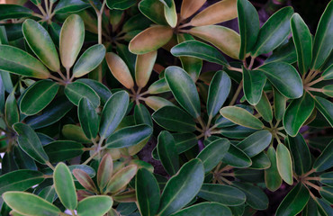 Fototapeta na wymiar Green and yellow leaves texture