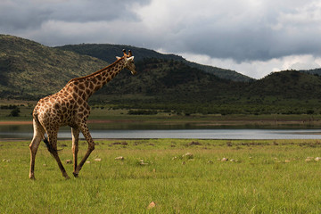Giraffe grazing and wondering under African sky's © Sus