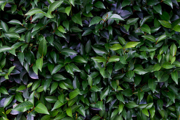 Ficus tree leaves texture