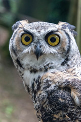 Close up of a great horned owl in an enclosure in the UK