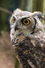 Close up of a great horned owl in an enclosure in the UK