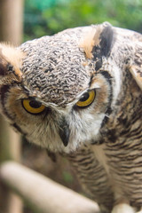 Close up of a great horned owl in an enclosure in the UK