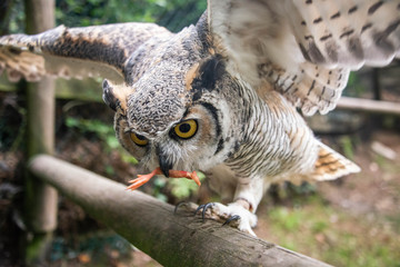 A great horned owl lands on a perch to retrieve a chick leg