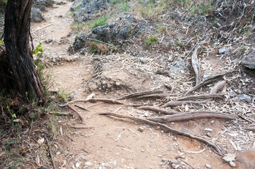 Detail of a tree’s roots on a rough path to the hilltop