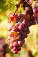 Red grapes on the vine close up, vibrant image