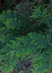 Pine tree leaves texture