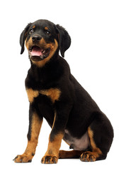 Obraz premium rottweiler puppy sitting in full growth